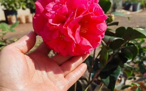 克瑞墨茶花怎么鉴别？掌握这5个关键特征，一眼认出正宗克瑞墨