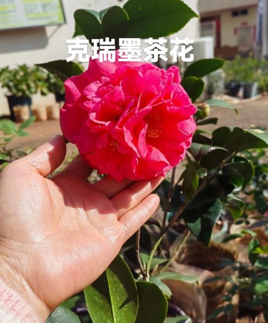 克瑞墨茶花怎么鉴别？掌握这5个关键特征，一眼认出正宗克瑞墨