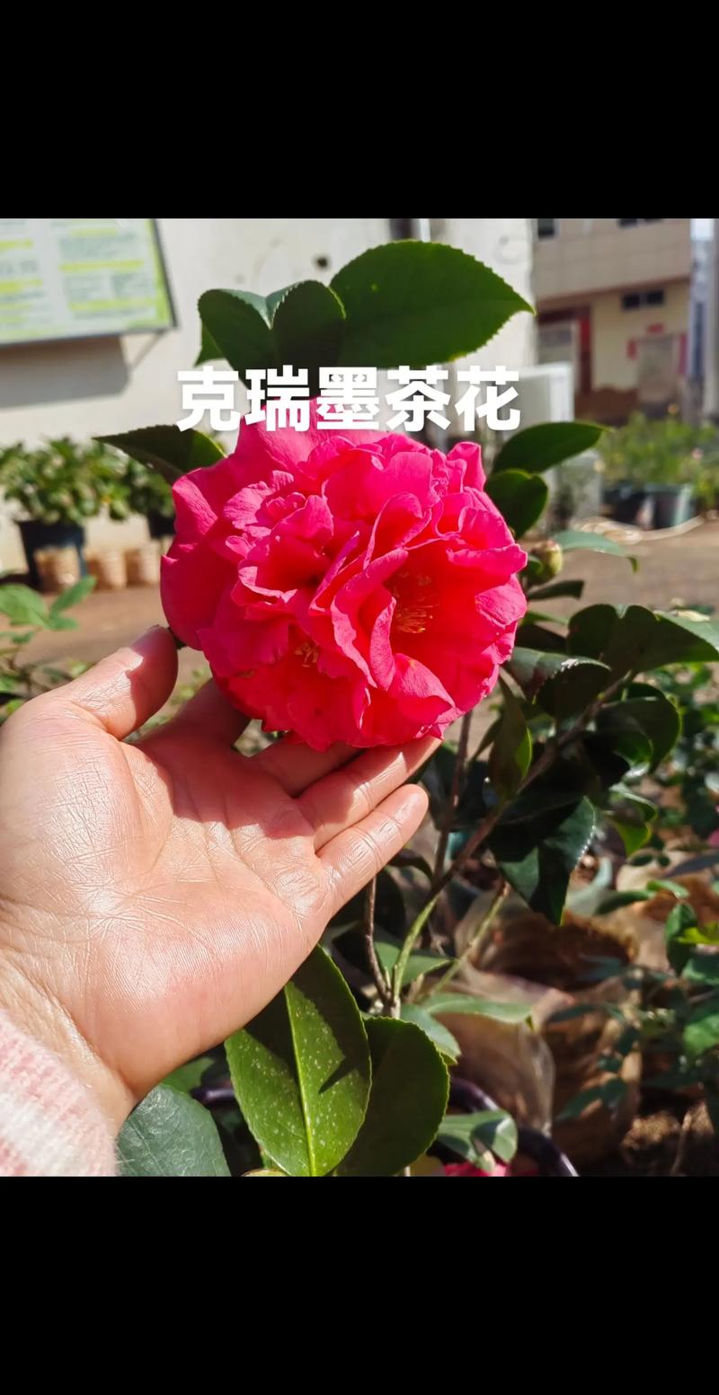 克瑞墨茶花怎么鉴别?掌握这5个关键特征,一眼认出正宗克瑞墨 品种基础档案