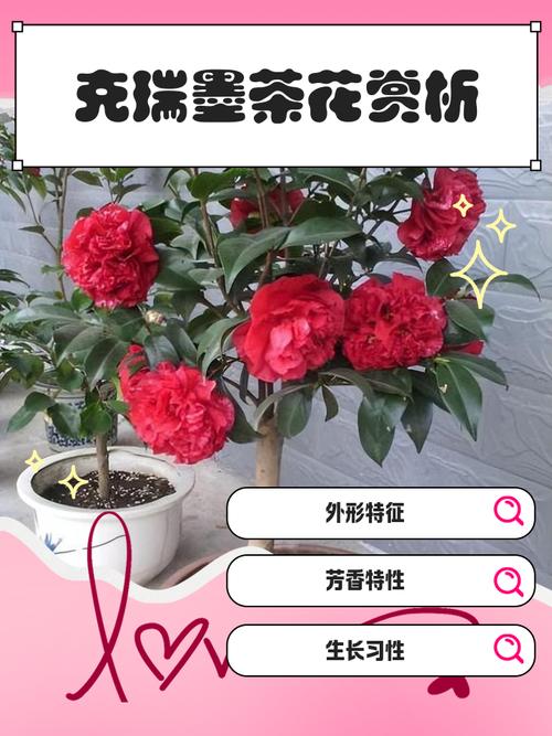 克瑞墨茶花怎么鉴别?掌握这5个关键特征,一眼认出正宗克瑞墨 光照与水肥精准方案