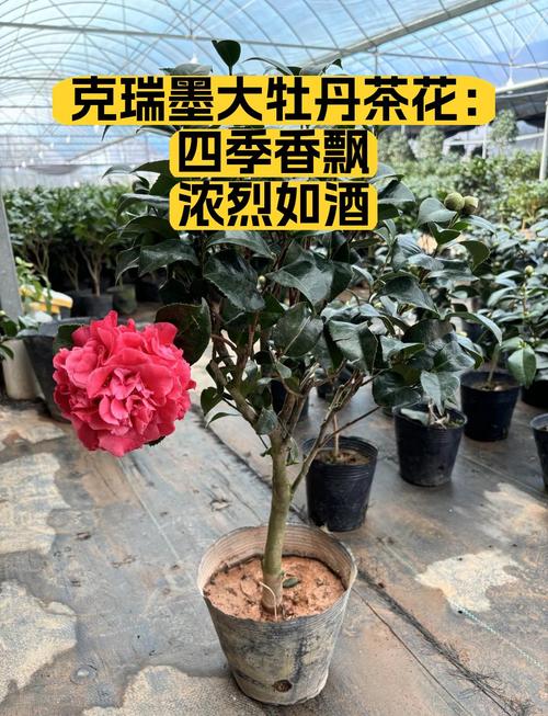 克瑞墨茶花怎么鉴别?掌握这5个关键特征,一眼认出正宗克瑞墨 修剪促花系统指导