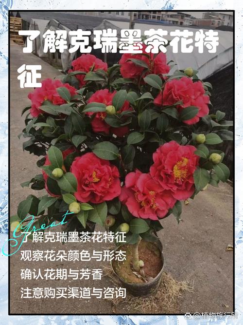 克瑞墨茶花怎么鉴别?掌握这5个关键特征,一眼认出正宗克瑞墨 盆栽/地栽选择决策