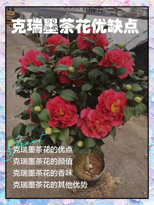 克瑞墨茶花怎么鉴别?掌握这5个关键特征,一眼认出正宗克瑞墨 越冬与越夏管理