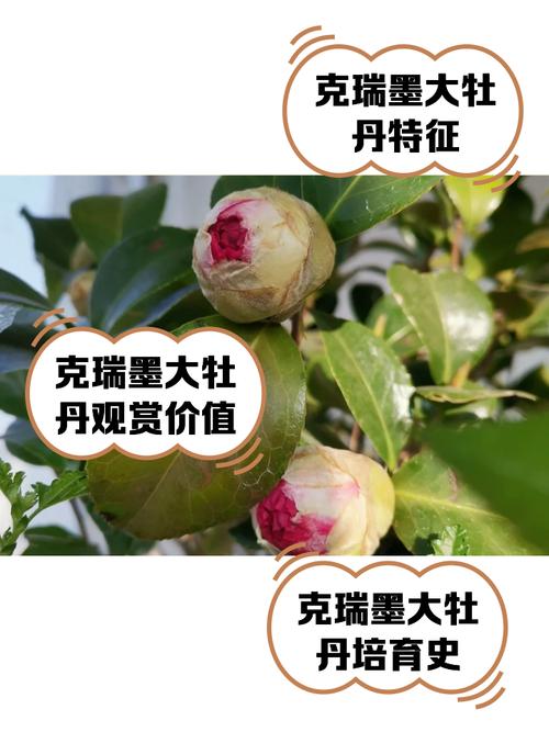 克瑞墨茶花怎么鉴别?掌握这5个关键特征,一眼认出正宗克瑞墨 总结