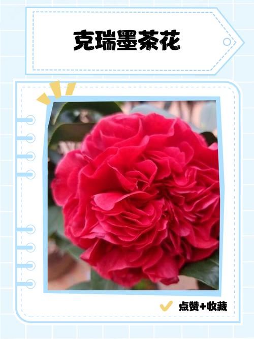克瑞墨茶花怎么鉴别?掌握这5个关键特征,一眼认出正宗克瑞墨 FAQ