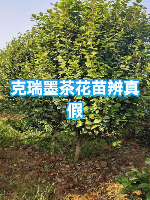 克瑞墨茶花怎么鉴别?掌握这5个关键特征,一眼认出正宗克瑞墨 常见误区与纠正