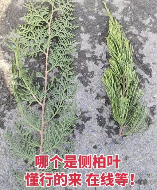 侧柏叶和柏树叶的区别：如何一眼区分侧柏与柏木