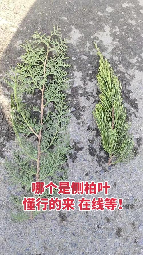 侧柏叶和柏树叶的区别：如何一眼区分侧柏与柏木