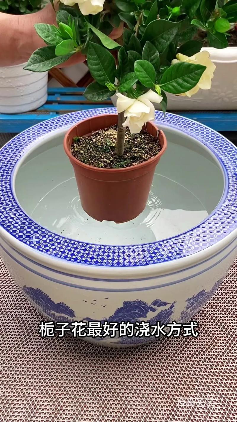 施肥管理：喜酸性，薄肥勤施