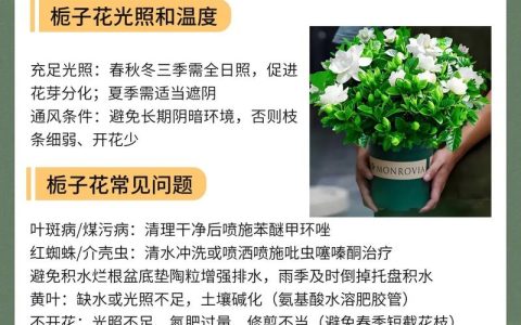 栀子花养护全攻略：浇水施肥光照修剪，新手也能养爆盆
