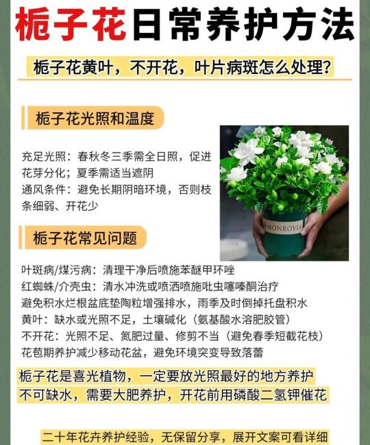栀子花养护全攻略：浇水施肥光照修剪，新手也能养爆盆