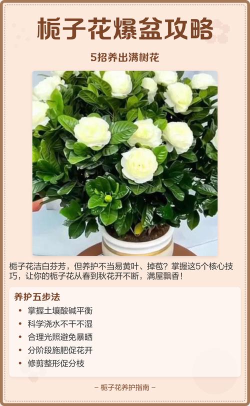 修剪管理：花后修剪，保持株型