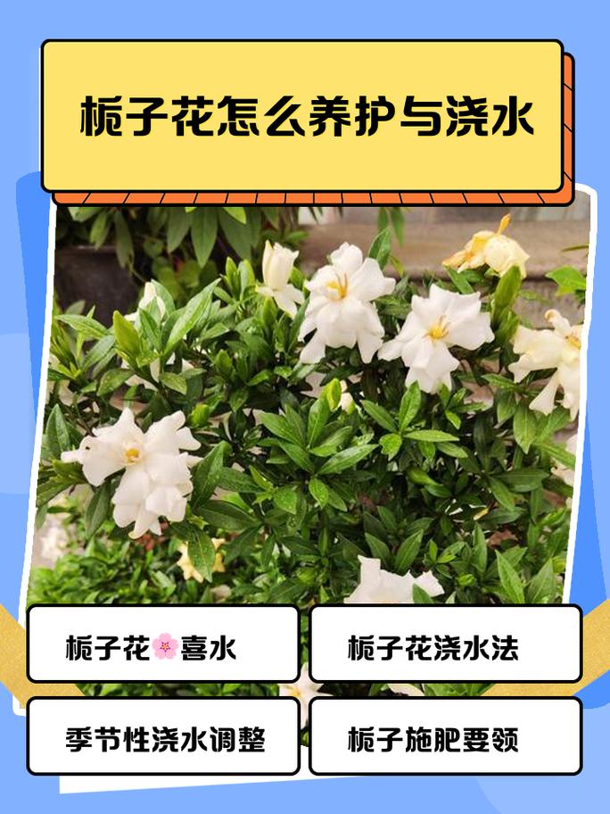 换盆与土壤管理：喜酸土，每年换盆