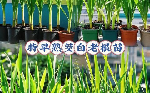 茭白苗什么时候栽种？一篇种好茭白的完整指南