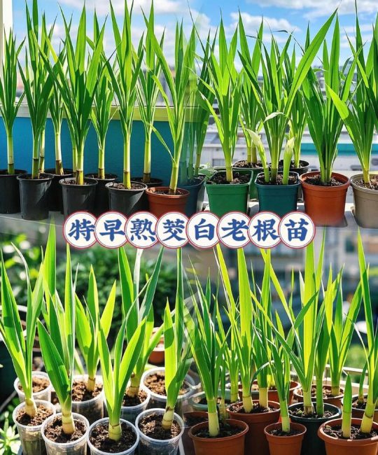 茭白苗什么时候栽种？一篇种好茭白的完整指南
