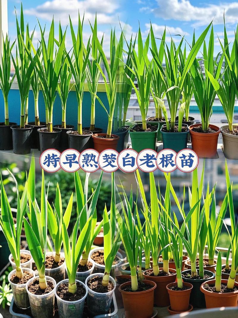 茭白苗什么时候栽种?一篇种好茭白的完整指南 茭白苗什么时候栽种?一篇种好茭白的完整指南
