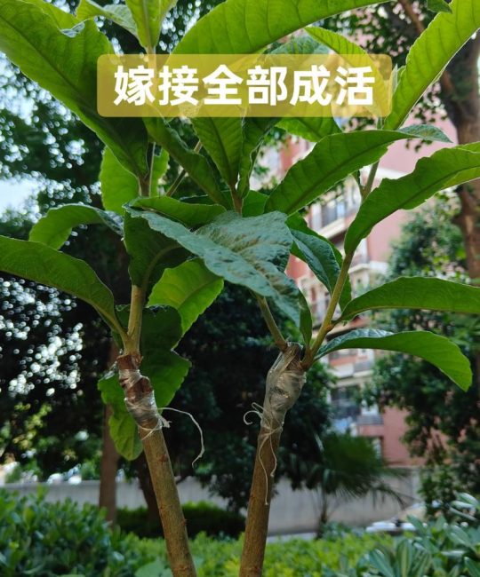 枇杷树嫁接方法与时间：春季芽接技术全攻略