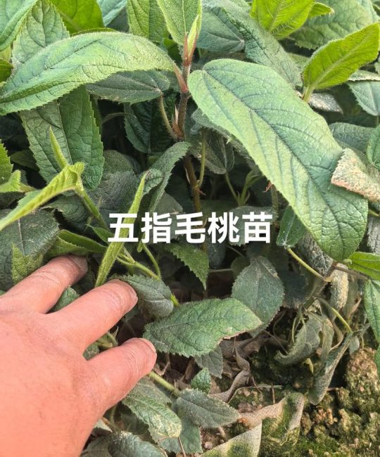 五指毛桃种子多少钱一斤？价格区间与影响因素全解析
