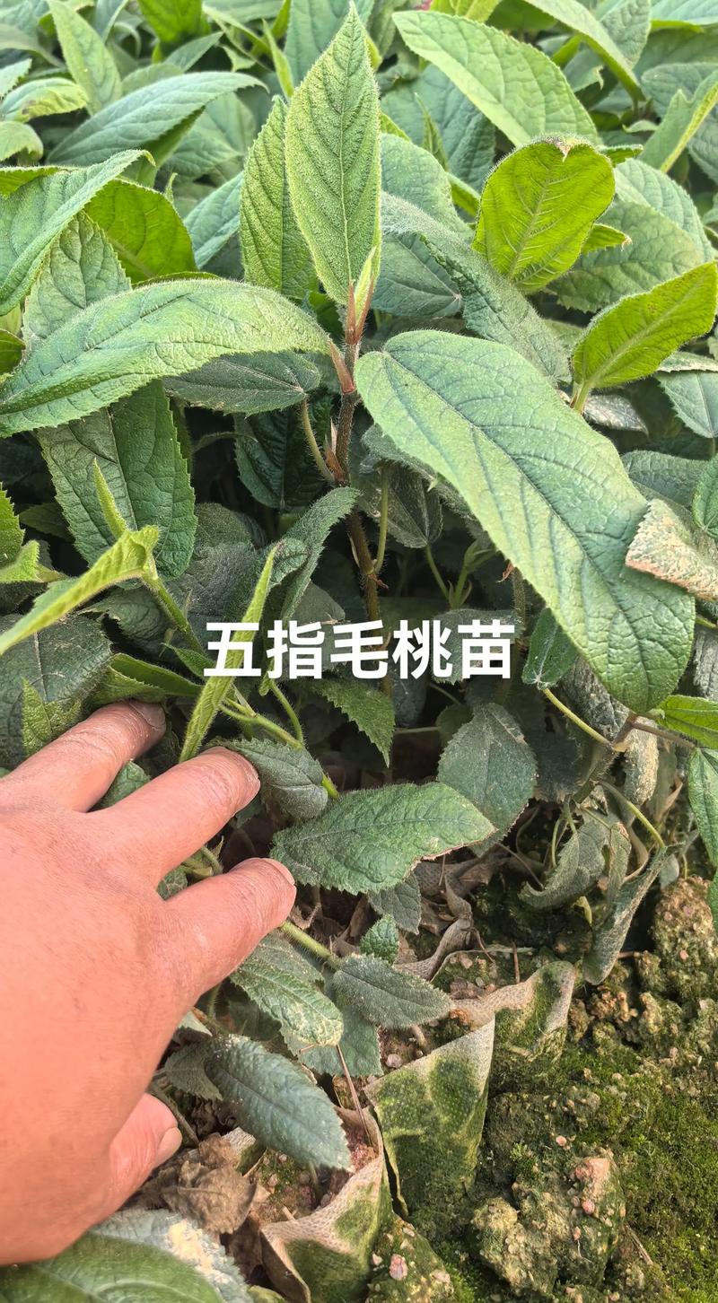 五指毛桃种子多少钱一斤?价格区间与影响因素全解析 五指毛桃种子多少钱一斤?价格区间与影响因素全解析