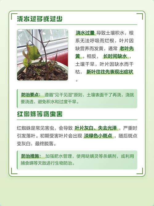 桔子树叶变黄怎么办?原因分析与全流程处理方法 二、分步处理方法