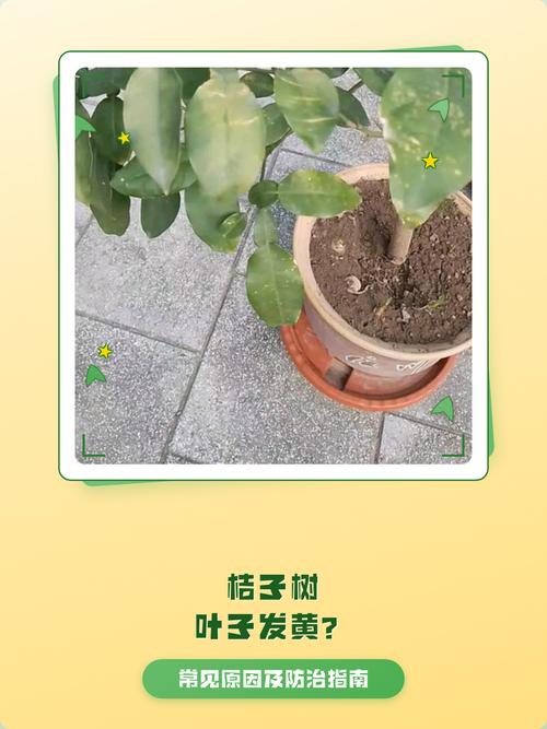 桔子树叶变黄怎么办?原因分析与全流程处理方法 三、日常预防措施