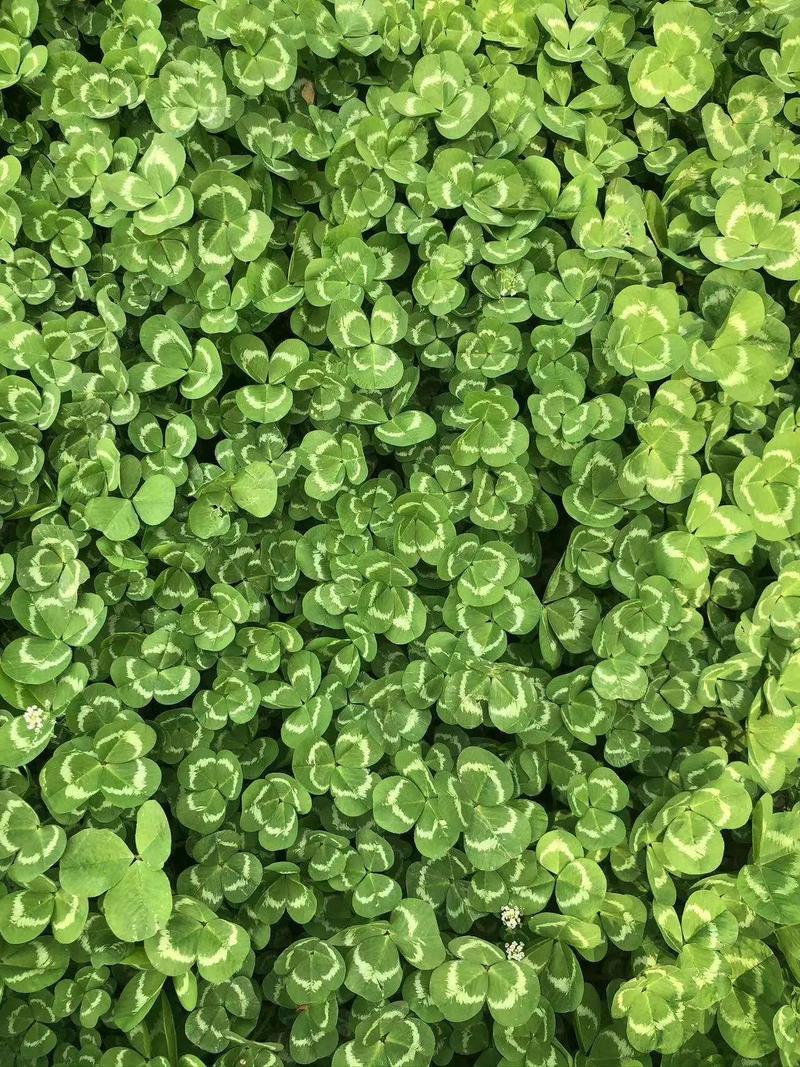 白三叶草一亩种子用量多少?科学播种量与种植技巧全解析 二、影响用种量的关键因素