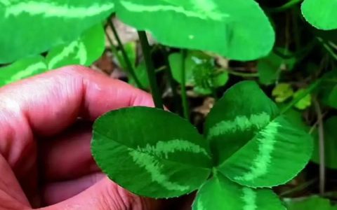 白三叶草一亩种子用量多少？科学播种量与种植技巧全解析