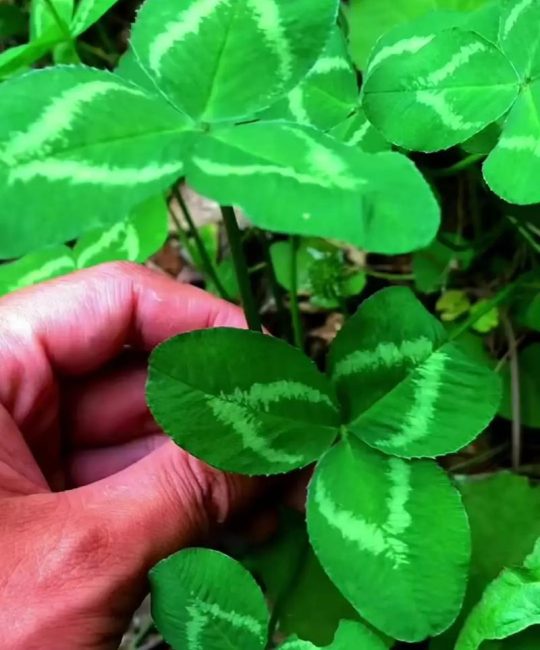 白三叶草一亩种子用量多少？科学播种量与种植技巧全解析