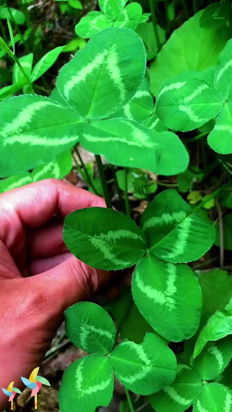 白三叶草一亩种子用量多少?科学播种量与种植技巧全解析 一、白三叶草一亩种子用量标准