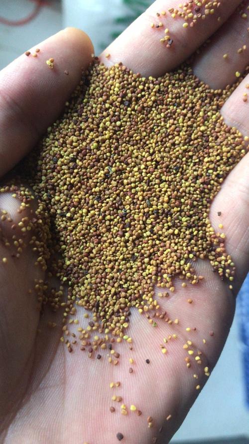 白三叶草一亩种子用量多少?科学播种量与种植技巧全解析 四、常见问题与对策