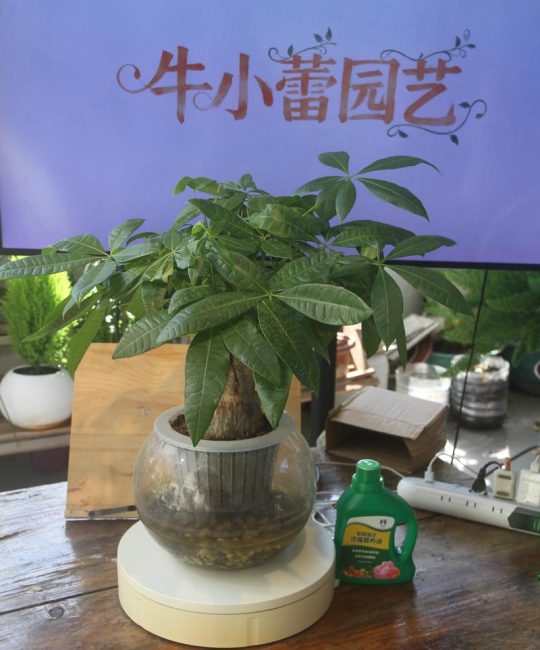 小盆栽发财树怎么养？科学养护指南让你告别黄叶烂根