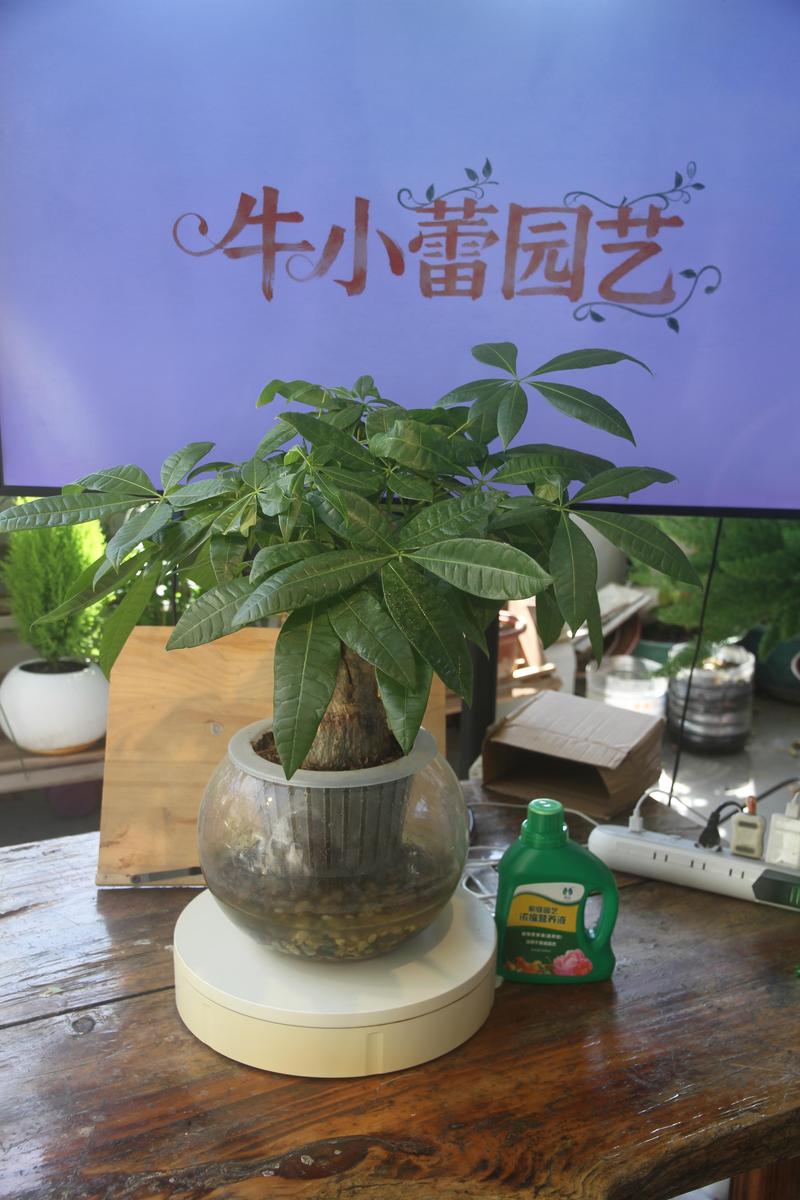 小盆栽发财树怎么养?科学养护指南让你告别黄叶烂根 浇水:耐旱怕涝,干透浇透最安全