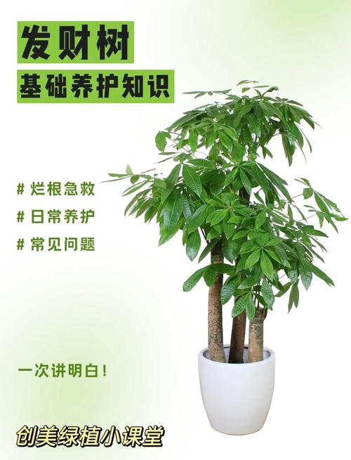 小盆栽发财树怎么养?科学养护指南让你告别黄叶烂根 光照:喜散光,忌暴晒和完全阴暗