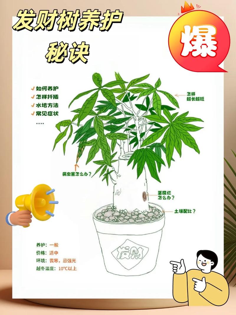 小盆栽发财树怎么养?科学养护指南让你告别黄叶烂根 换盆/根系管理:看长势换盆,根系需透气