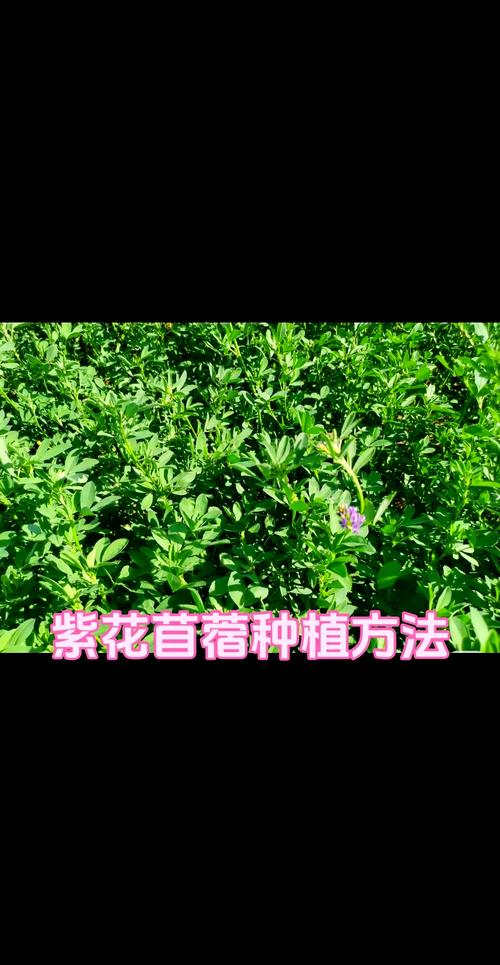 紫花苜蓿种植技术全攻略:从选时到成活的七个关键步骤 三、种子处理(栽前处理)