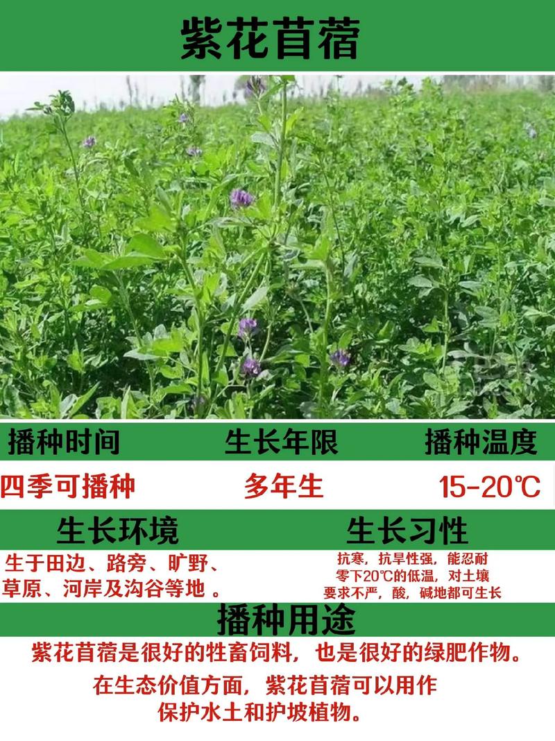 紫花苜蓿种植技术全攻略:从选时到成活的七个关键步骤 五、浇定根水(首次浇水)