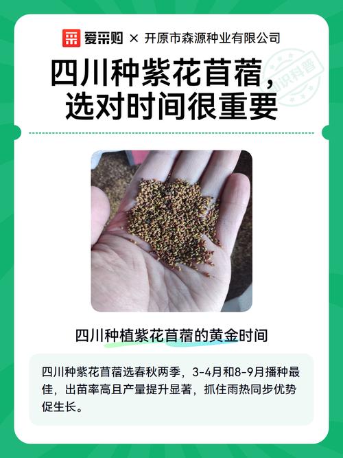 紫花苜蓿种植技术全攻略:从选时到成活的七个关键步骤 七、成活注意事项