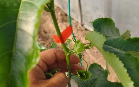 百香果的籽怎么种才能发芽？手把手教你从一颗种子到满架果