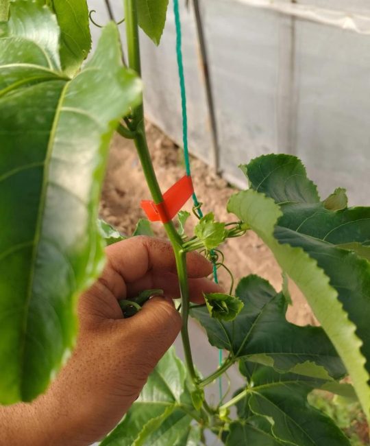 百香果的籽怎么种才能发芽？手把手教你从一颗种子到满架果