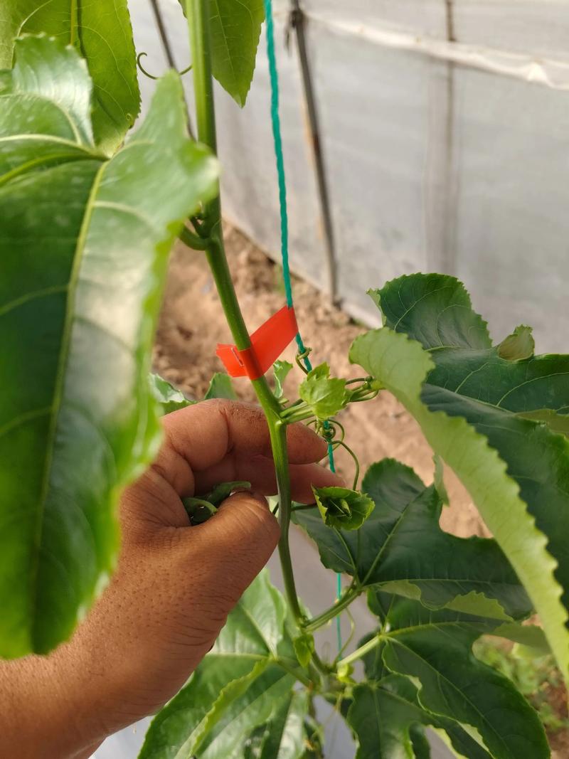 百香果的籽怎么种才能发芽?手把手教你从一颗种子到满架果 百香果的籽怎么种才能发芽?手把手教你从一颗种子到满架果