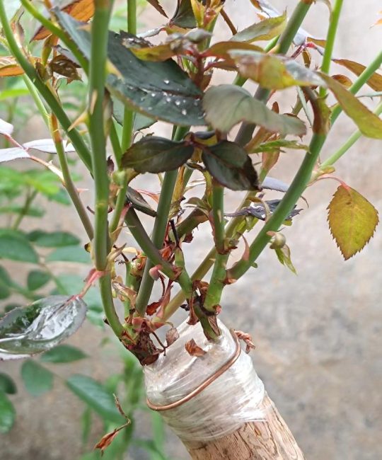 月季嫁接最佳时间与操作方法：提升成活率的精准技术指南