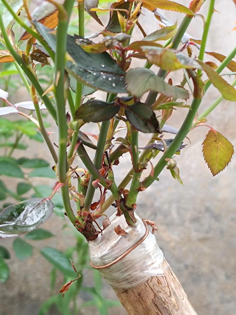月季嫁接最佳时间与操作方法:提升成活率的精准技术指南 月季嫁接最佳时间与操作方法:提升成活率的精准技术指南