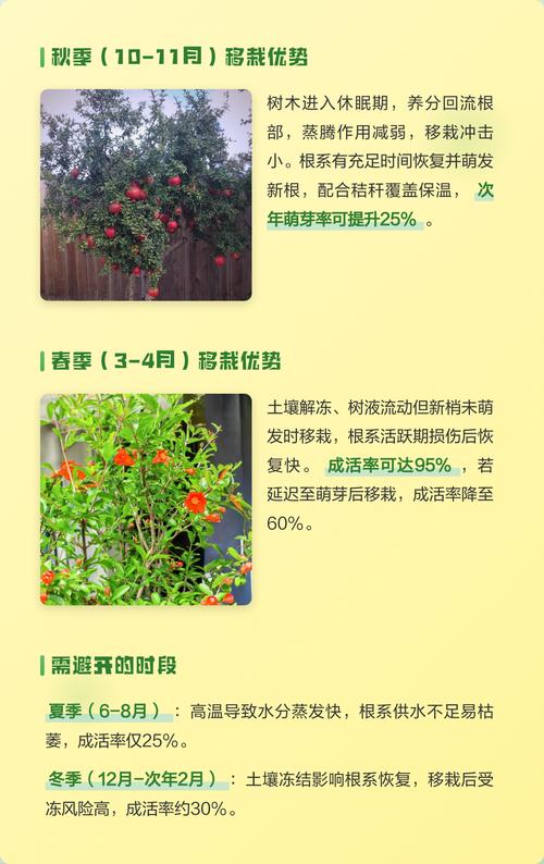 石榴树七月份还可以移栽吗?七月移栽全流程技术指南 二、土壤环境:提前改良与降温处理