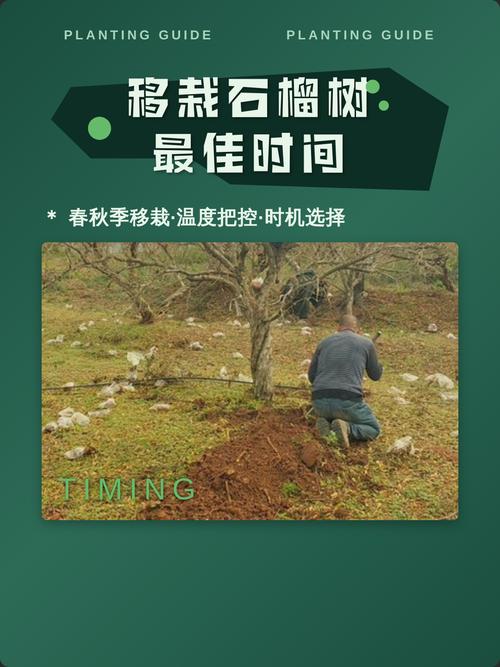 石榴树七月份还可以移栽吗?七月移栽全流程技术指南 四、栽植深度:根茎结合部必须露出
