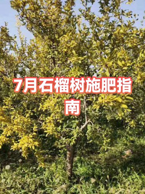 石榴树七月份还可以移栽吗?七月移栽全流程技术指南 六、缓苗管理:遮阴、喷雾、控温并重