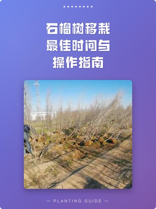 石榴树七月份还可以移栽吗?七月移栽全流程技术指南 五、浇定根水:降温与防积水并重