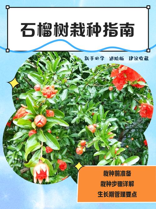 石榴树七月份还可以移栽吗?七月移栽全流程技术指南 七、成活注意事项:易发问题与即时对策