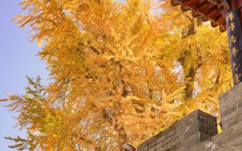 银杏树多少年开花？实生苗与嫁接苗花期全解析