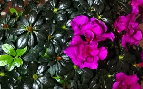 杜鹃开花时可以施肥吗？花期施肥的正确做法与避坑指南