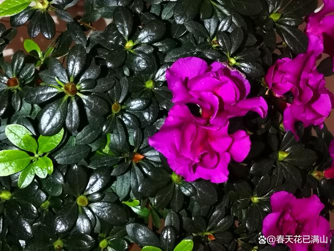 杜鹃开花时可以施肥吗?花期施肥的正确做法与避坑指南 一、浇水:花期先稳水,再谈肥